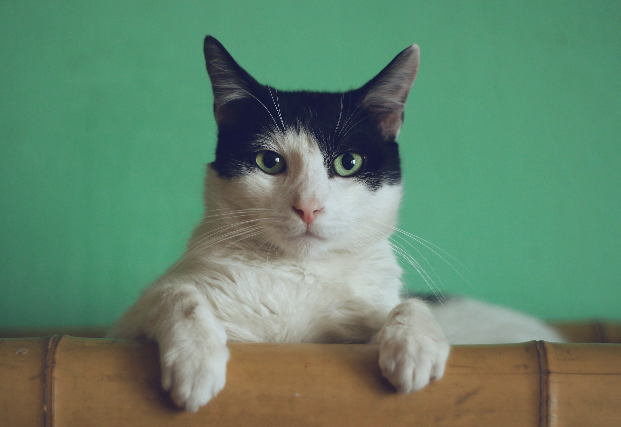 NAJI princess — natural sodium bentonite cat litter